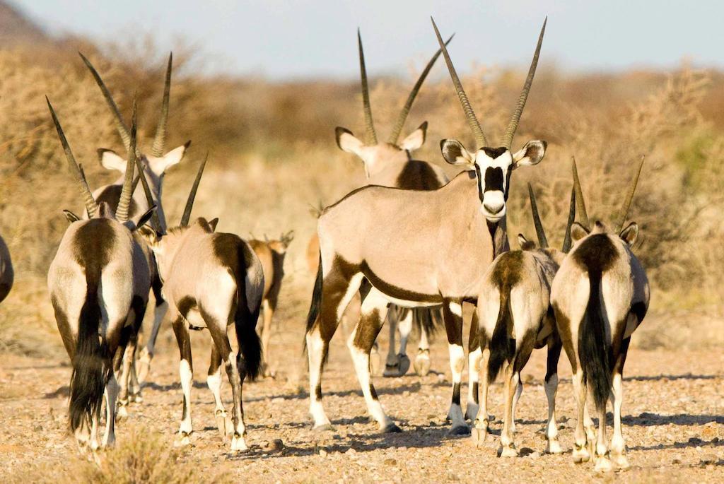 Tutwa Desert Lodge Augrabies المظهر الخارجي الصورة