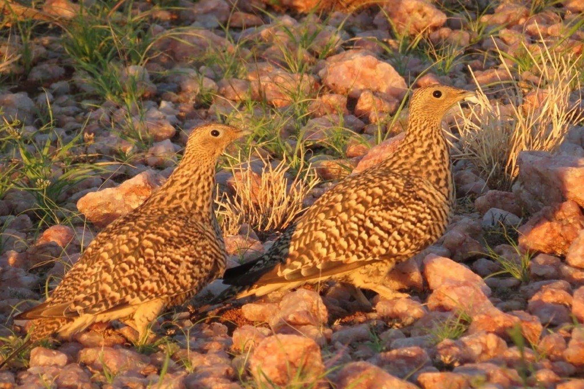 Tutwa Desert Lodge Augrabies المظهر الخارجي الصورة